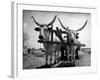 White Long-Horned Steers Teamed Up Like Oxen to Pull a Hay Wagon on the Anyala Farm-Margaret Bourke-White-Framed Photographic Print