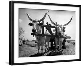 White Long-Horned Steers Teamed Up Like Oxen to Pull a Hay Wagon on the Anyala Farm-Margaret Bourke-White-Framed Photographic Print