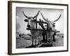 White Long-Horned Steers Teamed Up Like Oxen to Pull a Hay Wagon on the Anyala Farm-Margaret Bourke-White-Framed Photographic Print