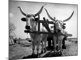 White Long-Horned Steers Teamed Up Like Oxen to Pull a Hay Wagon on the Anyala Farm-Margaret Bourke-White-Mounted Photographic Print