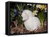 White Lop Rabbit with Daffodils-Lynn M^ Stone-Framed Stretched Canvas