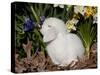 White Lop Rabbit with Daffodils-Lynn M^ Stone-Stretched Canvas