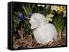 White Lop Rabbit with Daffodils-Lynn M^ Stone-Framed Stretched Canvas