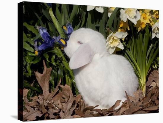 White Lop Rabbit with Daffodils-Lynn M^ Stone-Stretched Canvas