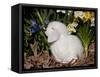 White Lop Rabbit with Daffodils-Lynn M^ Stone-Framed Stretched Canvas