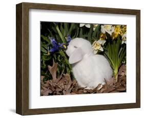 White Lop Rabbit with Daffodils-Lynn M^ Stone-Framed Photographic Print