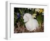 White Lop Rabbit with Daffodils-Lynn M^ Stone-Framed Photographic Print