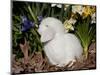 White Lop Rabbit with Daffodils-Lynn M^ Stone-Mounted Photographic Print