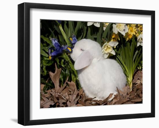 White Lop Rabbit with Daffodils-Lynn M^ Stone-Framed Photographic Print