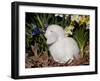 White Lop Rabbit with Daffodils-Lynn M^ Stone-Framed Photographic Print