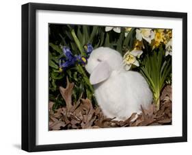 White Lop Rabbit with Daffodils-Lynn M^ Stone-Framed Photographic Print