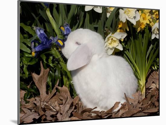 White Lop Rabbit with Daffodils-Lynn M^ Stone-Mounted Photographic Print