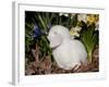 White Lop Rabbit with Daffodils-Lynn M^ Stone-Framed Photographic Print