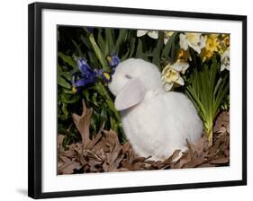 White Lop Rabbit with Daffodils-Lynn M^ Stone-Framed Photographic Print