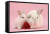 White Lop Rabbits, Adult and Baby with a Rose-Mark Taylor-Framed Stretched Canvas