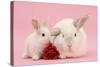 White Lop Rabbits, Adult and Baby with a Rose-Mark Taylor-Stretched Canvas