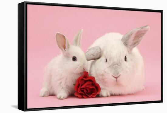 White Lop Rabbits, Adult and Baby with a Rose-Mark Taylor-Framed Stretched Canvas