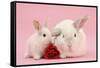 White Lop Rabbits, Adult and Baby with a Rose-Mark Taylor-Framed Stretched Canvas
