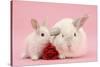 White Lop Rabbits, Adult and Baby with a Rose-Mark Taylor-Stretched Canvas