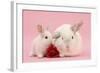 White Lop Rabbits, Adult and Baby with a Rose-Mark Taylor-Framed Photographic Print