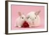 White Lop Rabbits, Adult and Baby with a Rose-Mark Taylor-Framed Photographic Print