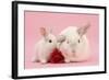 White Lop Rabbits, Adult and Baby with a Rose-Mark Taylor-Framed Photographic Print