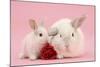 White Lop Rabbits, Adult and Baby with a Rose-Mark Taylor-Mounted Photographic Print