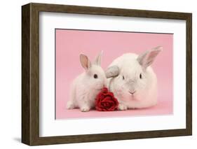 White Lop Rabbits, Adult and Baby with a Rose-Mark Taylor-Framed Photographic Print