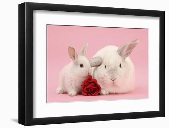 White Lop Rabbits, Adult and Baby with a Rose-Mark Taylor-Framed Photographic Print