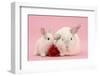 White Lop Rabbits, Adult and Baby with a Rose-Mark Taylor-Framed Photographic Print