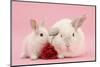 White Lop Rabbits, Adult and Baby with a Rose-Mark Taylor-Mounted Photographic Print