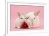 White Lop Rabbits, Adult and Baby with a Rose-Mark Taylor-Framed Photographic Print