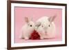 White Lop Rabbits, Adult and Baby with a Rose-Mark Taylor-Framed Photographic Print