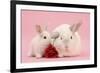 White Lop Rabbits, Adult and Baby with a Rose-Mark Taylor-Framed Photographic Print