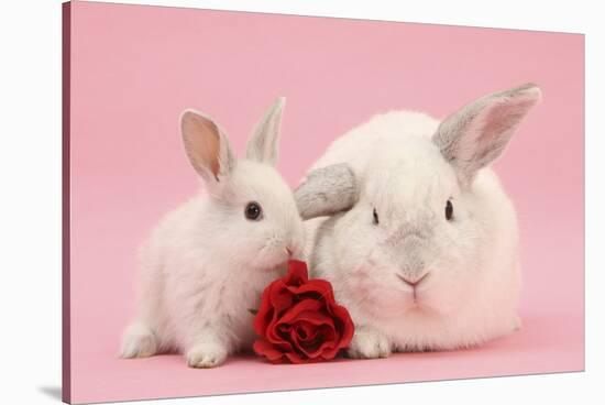 White Lop Rabbits, Adult and Baby with a Rose-Mark Taylor-Stretched Canvas