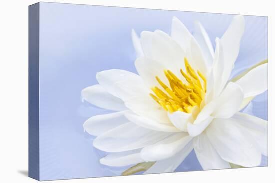 White Lotus Flower or Water Lily Floating-elenathewise-Stretched Canvas