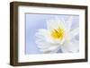 White Lotus Flower or Water Lily Floating-elenathewise-Framed Photographic Print