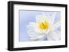 White Lotus Flower or Water Lily Floating-elenathewise-Framed Photographic Print