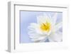 White Lotus Flower or Water Lily Floating-elenathewise-Framed Photographic Print