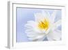 White Lotus Flower or Water Lily Floating-elenathewise-Framed Photographic Print