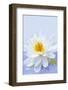 White Lotus Flower or Water Lily Floating-elenathewise-Framed Photographic Print