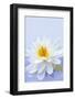 White Lotus Flower or Water Lily Floating-elenathewise-Framed Photographic Print