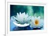 White Lotus Flower-Olga Miltsova-Framed Photographic Print