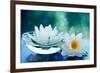 White Lotus Flower-Olga Miltsova-Framed Photographic Print