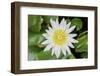 White Lotus or Water Lily in the Pond-eyes wide-Framed Photographic Print