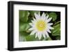 White Lotus or Water Lily in the Pond-eyes wide-Framed Photographic Print