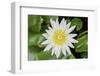 White Lotus or Water Lily in the Pond-eyes wide-Framed Photographic Print