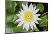 White Lotus or Water Lily in the Pond-eyes wide-Mounted Photographic Print