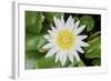 White Lotus or Water Lily in the Pond-eyes wide-Framed Photographic Print