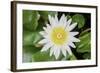 White Lotus or Water Lily in the Pond-eyes wide-Framed Photographic Print